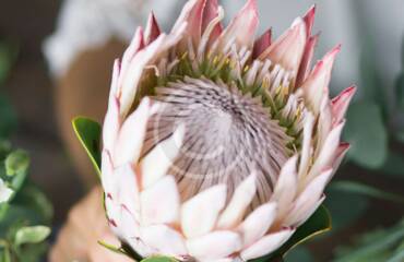 Hvor kommer Protea blomsten fra?